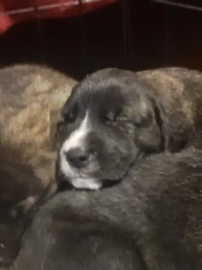 Mastiff X shepherd puppies, View more