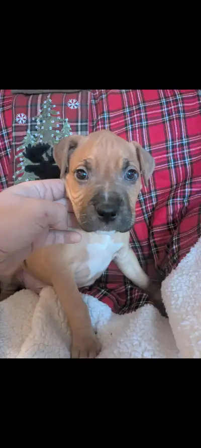 Boxer/mastiffs puppies price drop 5 left, View more