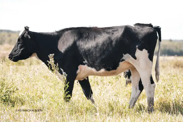 Jersey X Holstein bred for 2027 Heifer Milk Prospect | Livestock ...