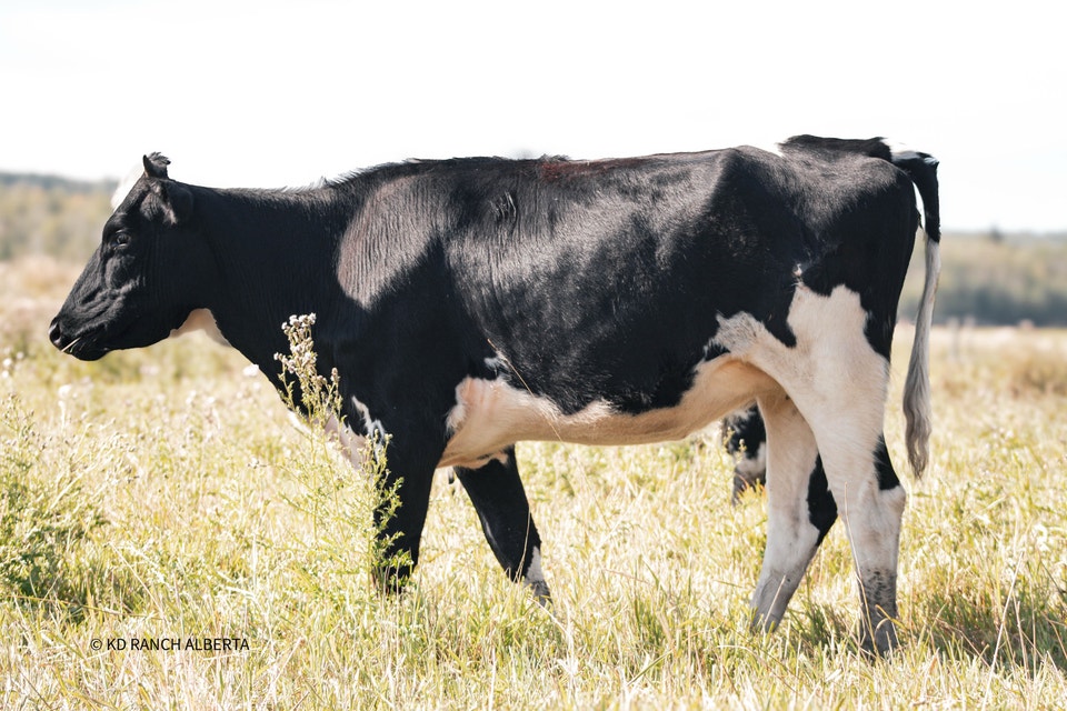 Jersey X Holstein bred for 2027 Heifer Milk Prospect | Livestock ...