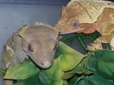 Crested Geckos, View more