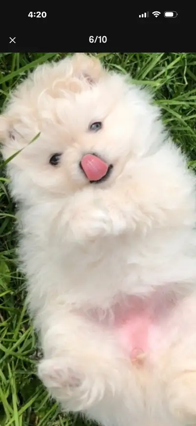 We have two wonderful girls, playful, cute puppies, purebred Pomeranians. They are very gentle and s...