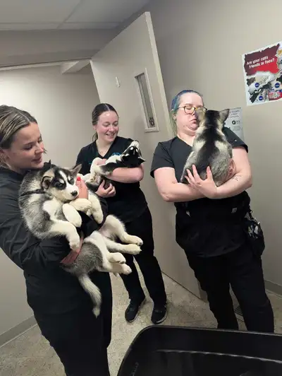 Siberian husky puppies, View more