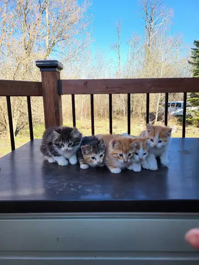 2  cute and playful kittens, View more