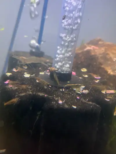 Cherry shrimp $2 High grade cherry shrimp $4 Wild type $0.5-1