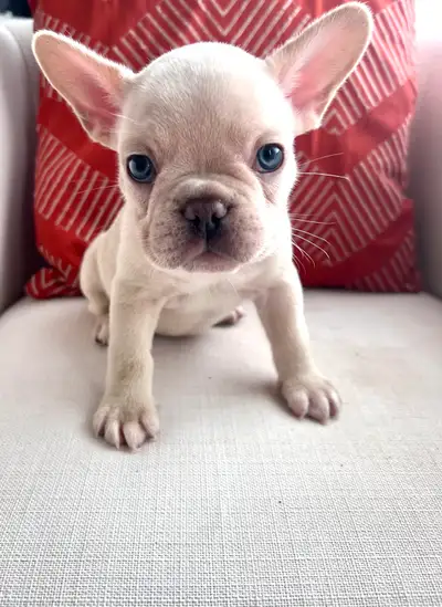 BOULEDOGUE FRANÇAIS  (French Bulldogs) | LILAC, BRINDLE & FAWN, View more