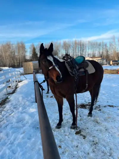Is there anyone out there who may be interested in trading or partially trading for my mare with att...