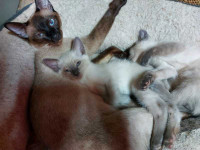 Gorgeous Siamese kittens 