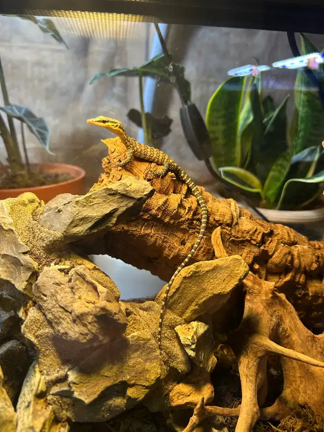 2025 Kimberley Rock Monitor in Reptiles & Amphibians for Rehoming in Ottawa - Image 4