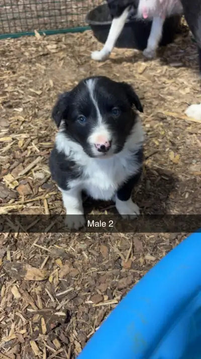 3 male border collie puppies are available. Ready to go with first round of vaccines. Papers availab...