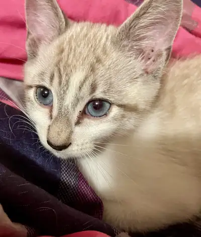 Siamese Ragdoll Kitten, View more