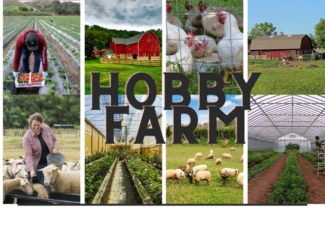 ARE YOU LOOKING FOR  A  HOBBY FARM OR A HOME ON ACREAGE ?