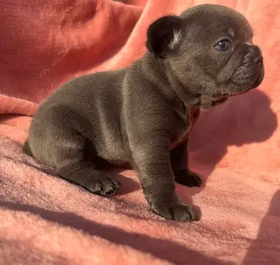 bébé bulldog français, View more