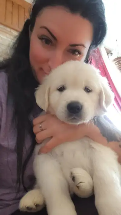 Chiots Golden retriever blanc, View more