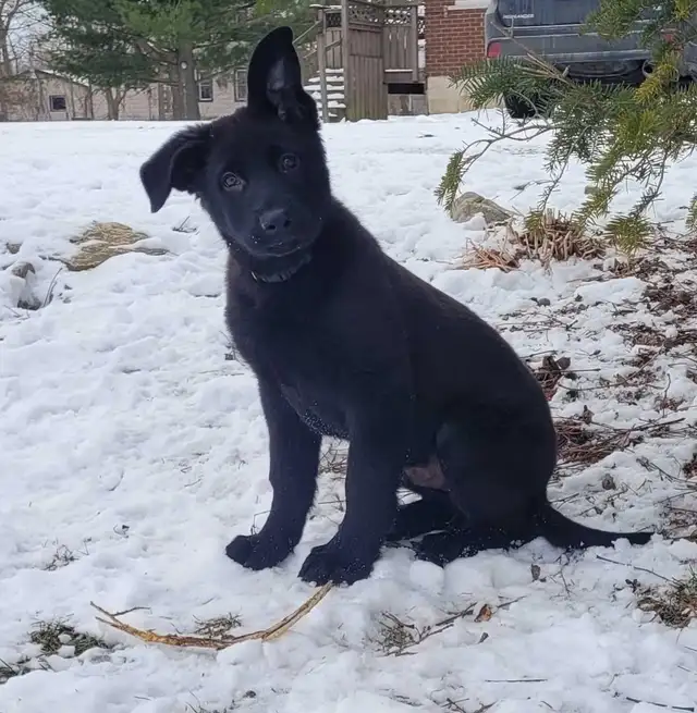 German Shepherd Puppy - CKC registered in Dogs & Puppies for Rehoming in Hamilton - Image 3