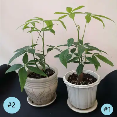 Money Trees #1 With 6-inch ceramic pot, height 16 inches Price: $20.00 (plant and pot) #2 With 6.5-i...