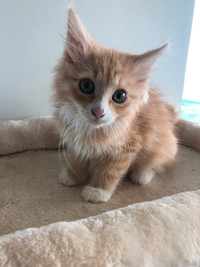 Cute kitten for adoption