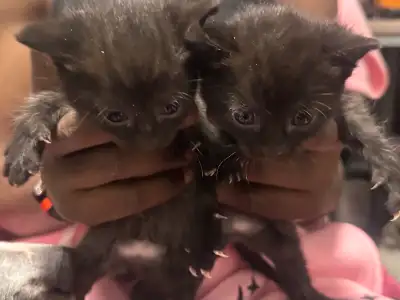 Mixed litter of kittens , View more