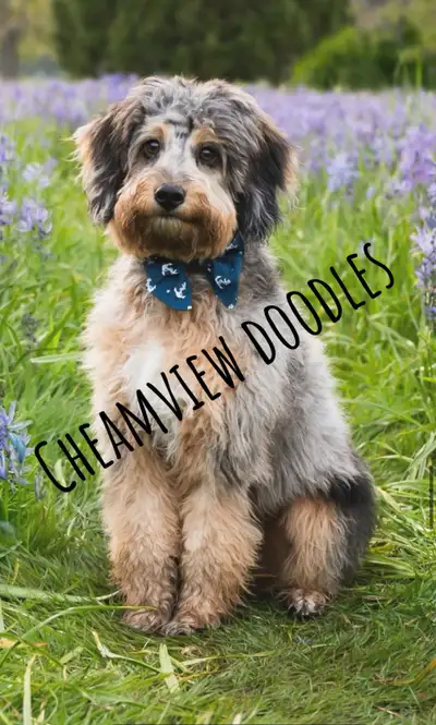 Miniature Aussiedoodles, View more
