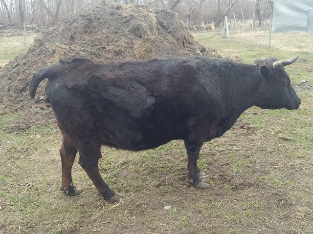 SOLD - Dexter Cow - Bred Registered Purebred in Livestock in Portage la Prairie