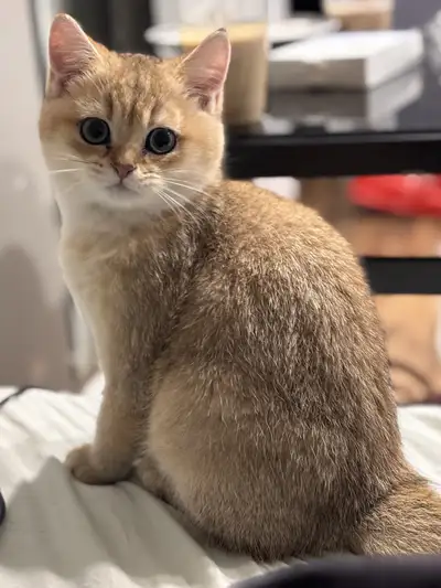 British short hair kitten, View more