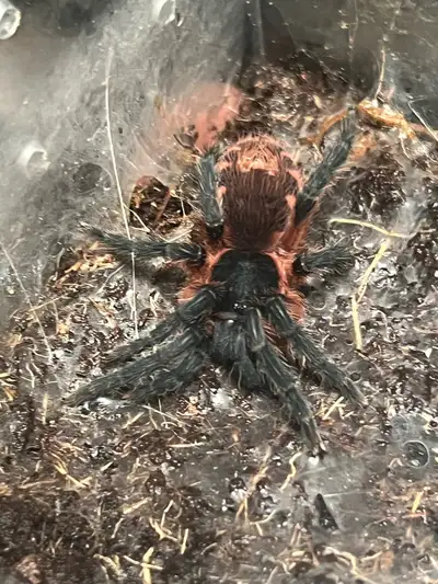 tarantulas for sale, View more