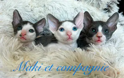 Chatons rex Cornish pur race. Nous sommes un élevage familiales, nos petits grandissent dans un envi...