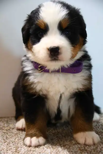 Bernese mountain puppies!!, View more