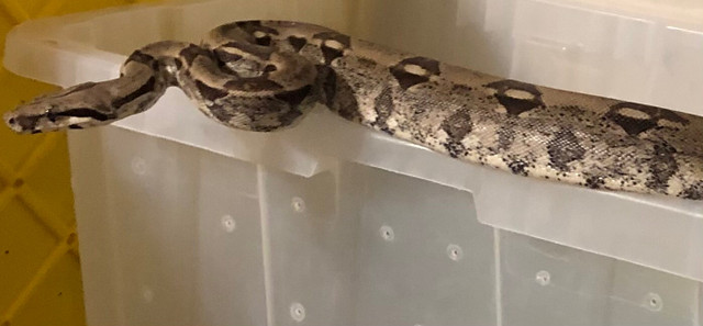  Boa Imperator (Ghost Morph: Anery, Hypo) $200 in Reptiles & Amphibians for Rehoming in London - Image 2