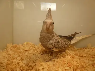 DNA tested Hand fed Hand raised Cockatiel Babies, View more