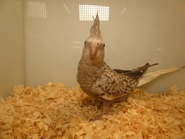 DNA tested Hand fed Hand raised Cockatiel Babies in Birds for Rehoming in Victoria - Image 2