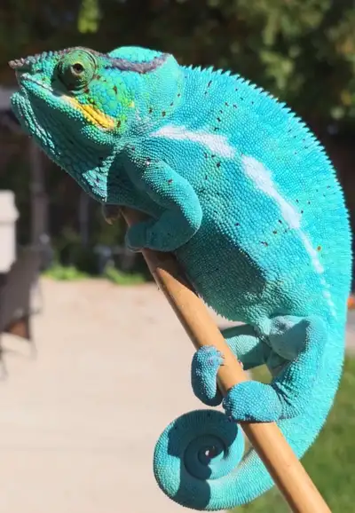 Beautiful panther chameleons for sale, View more