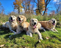 Quality Bred Golden Retriever Puppies!