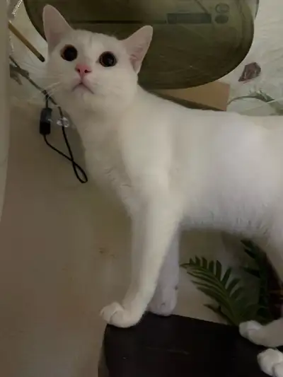 8 month old kitten, View more