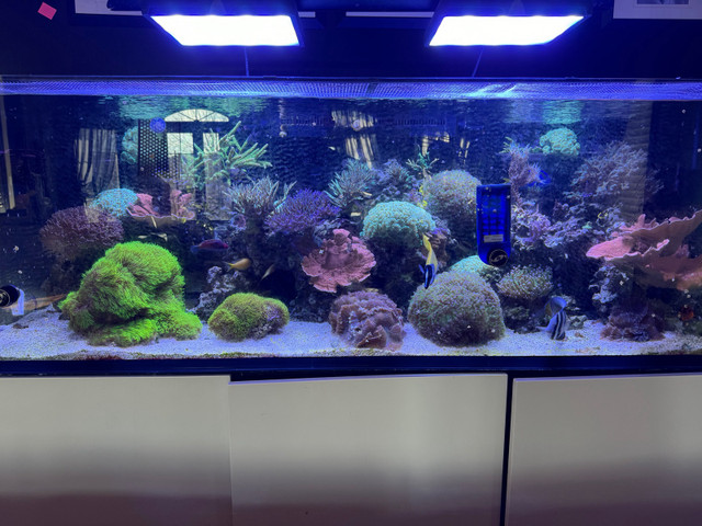 Mature 200 Gallon Reef System in Fish for Rehoming in Oshawa / Durham Region