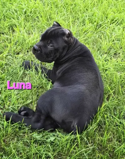 Pups are cropped, stitches are removed, meds and aftercare completed and pups are ready to leave for...