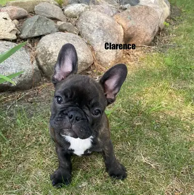 Purebred French Bulldog puppies ready to go, View more