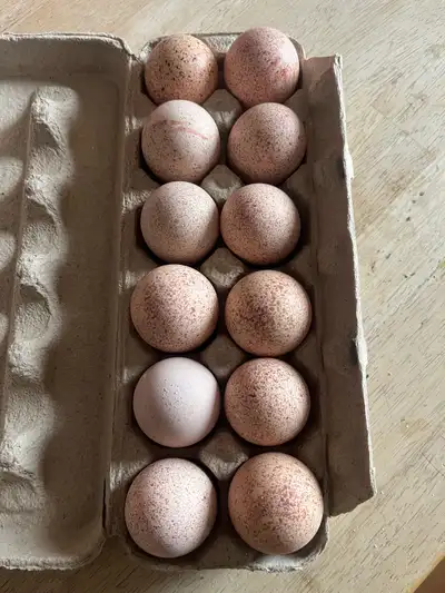 I'm offering these turkey eggs for $40 per dozen. These eggs come from healthy, free-range turkeys....