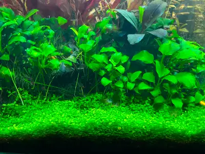 Monte Carlo Small foreground carpeting plant. Grows better with CO2, can grow slowly without it but...