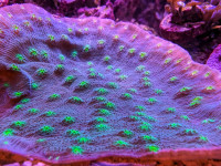 Beautiful 4-inch hollywood stunner chalice coral on sale