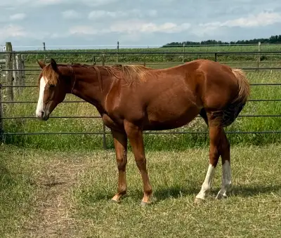 2025 Barrel Racing bred AQHA colt, View more