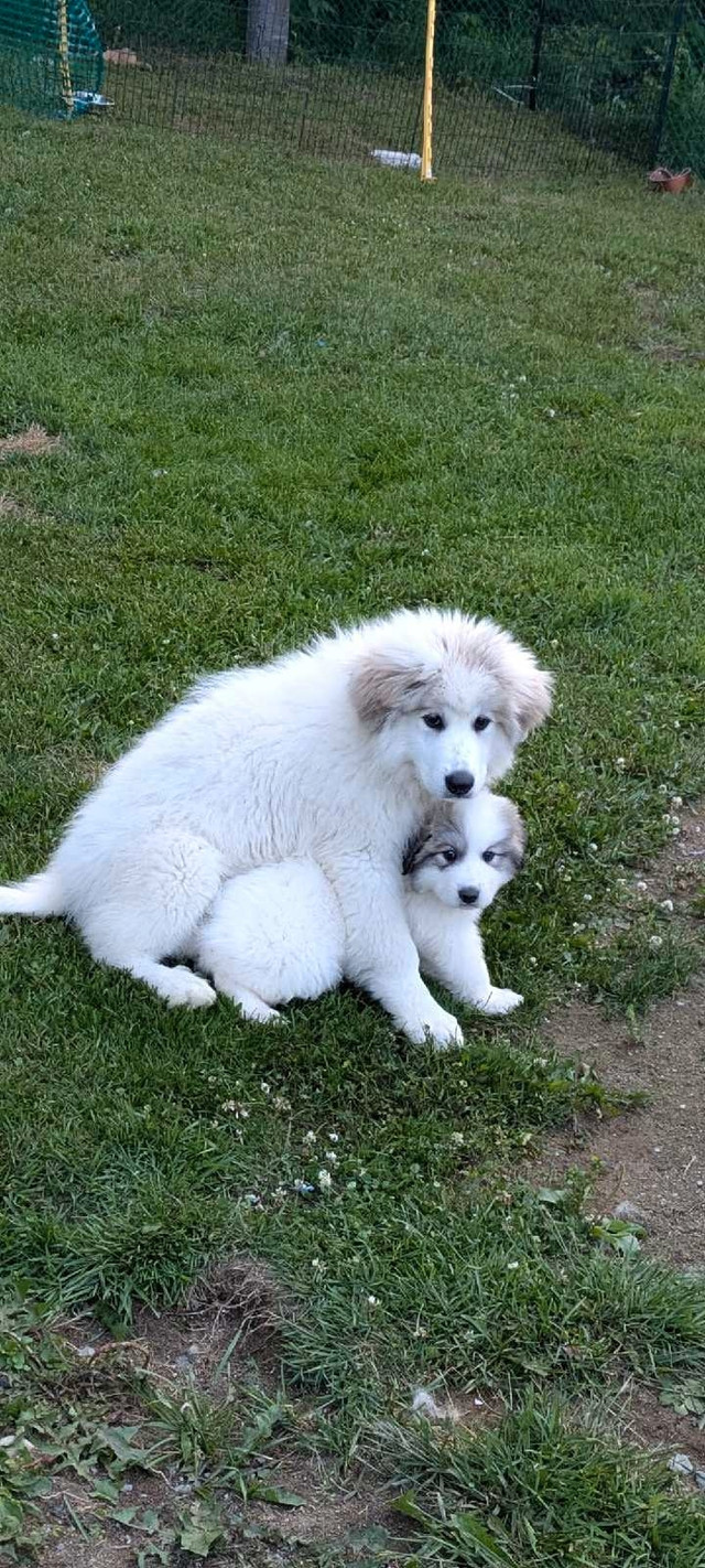 Montagne des pyrénées  dans Chiens et chiots à adopter  à Saguenay