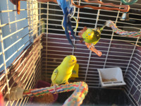 Budgie Males and Females age 4 months give me an offer