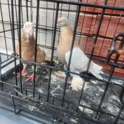 Yellow Pigeon Pair for Sale, View more