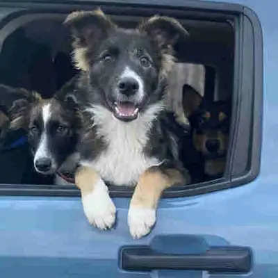 2 Male Rough Collie/Belgian Tervuren Malinois, View more