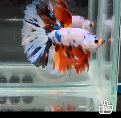 Thailand betta Rainbow bright , View more