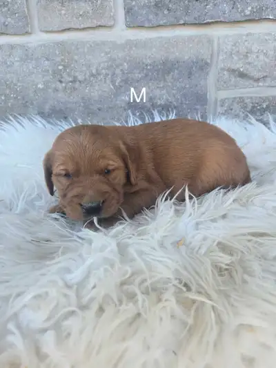 Pure Golden Retriever , View more
