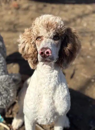 Standard Poodle Puppy, View more