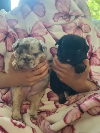 4 week old Fluffy French Bulldog Puppies, View more