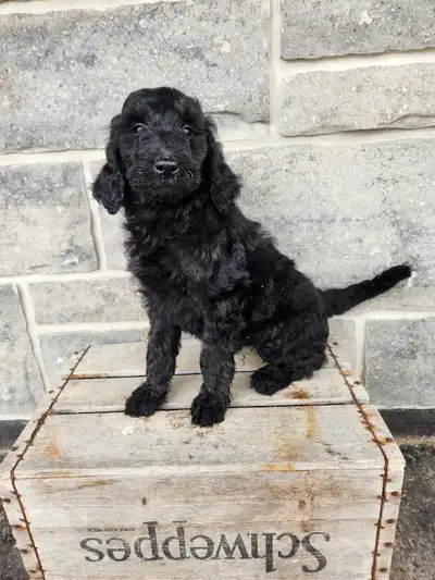 goldendoodle, View more